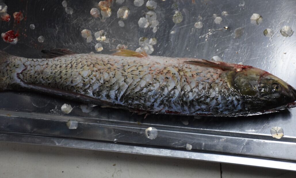 5cd29463cf38c.jpg 5cd29463cf38c.jpg