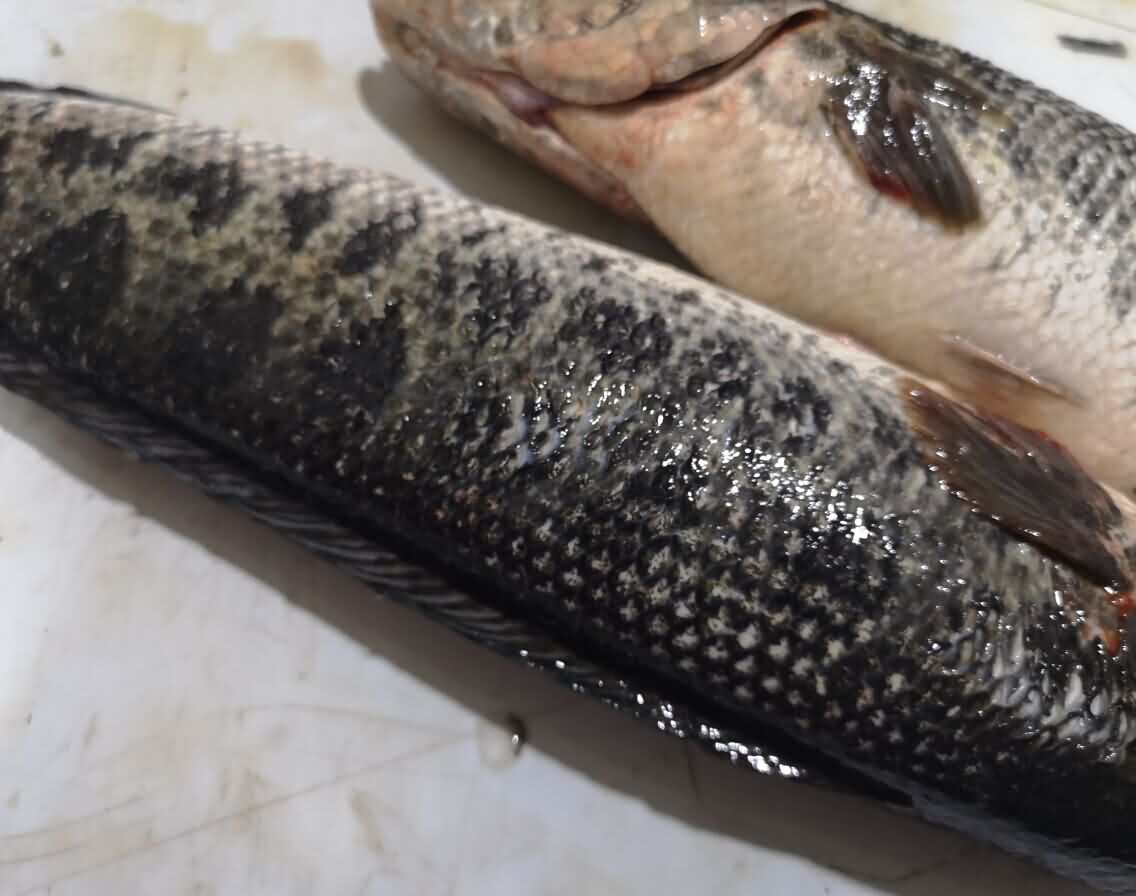 5d1eac07eace5.jpg 5d1eac07eace5.jpg