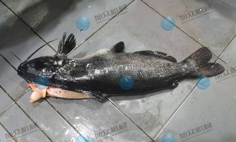 殺魚機，商用殺魚機，全自動殺魚機，旭眾殺魚機，殺魚機哪家好