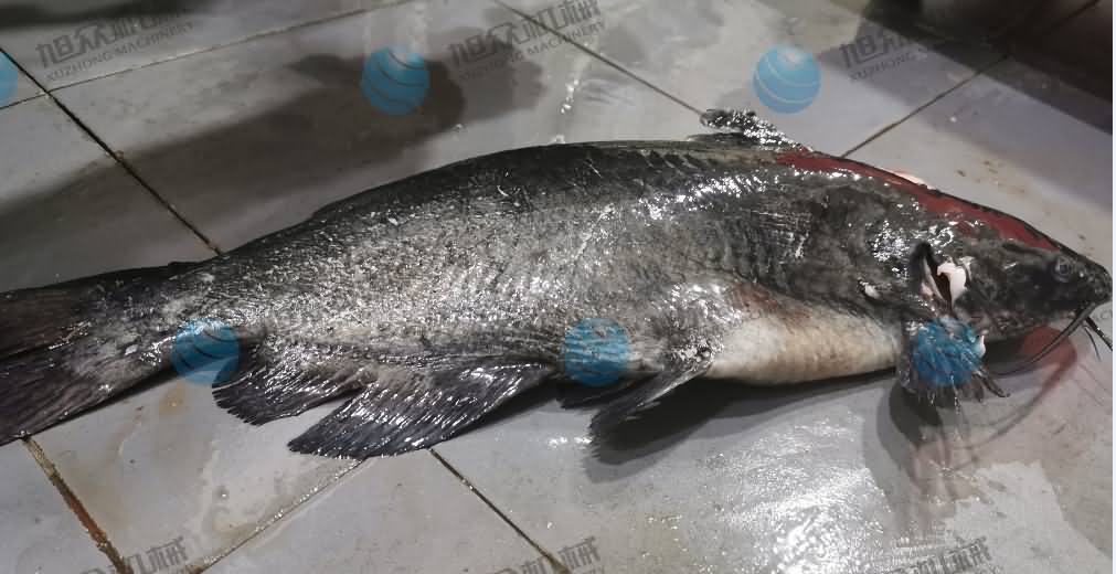 殺魚機，商用殺魚機，全自動殺魚機，旭眾殺魚機，殺魚機哪家好