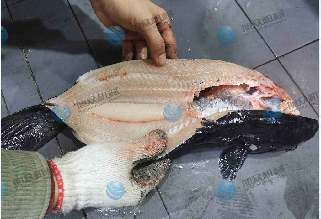 殺魚機，商用殺魚機，全自動殺魚機，旭眾殺魚機，殺魚機哪家好