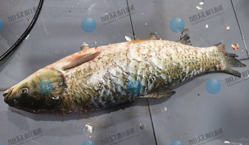 殺魚機，商用殺魚機，全自動殺魚機，旭眾殺魚機，殺魚機哪家好