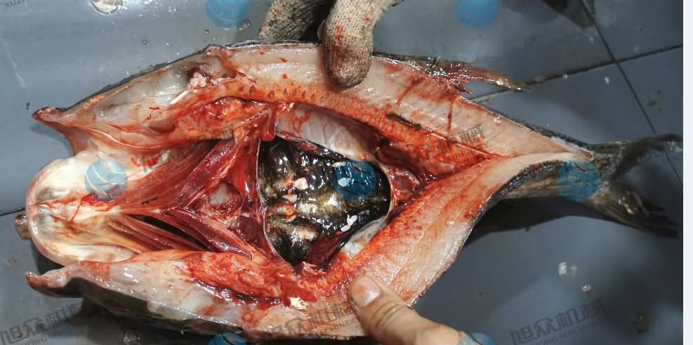 殺魚機，商用殺魚機，全自動殺魚機，旭眾殺魚機，殺魚機哪家好