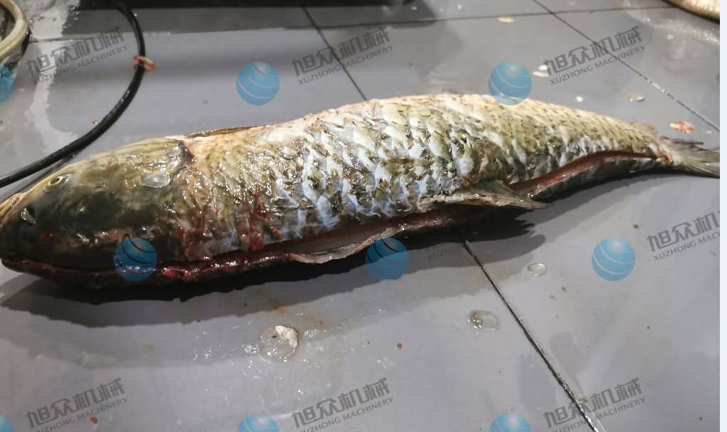 殺魚機，商用殺魚機，全自動殺魚機，旭眾殺魚機，殺魚機哪家好