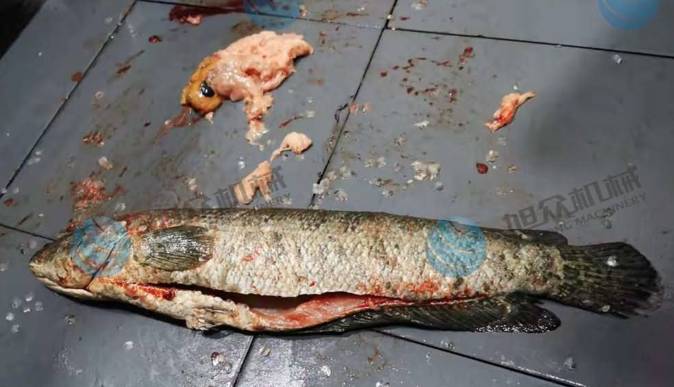 魚片機(jī)，片魚片機(jī)，片魚機(jī)，斜切魚片機(jī)，全自動魚片機(jī)
