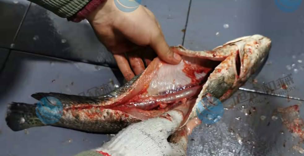 魚片機(jī)，片魚片機(jī)，片魚機(jī)，斜切魚片機(jī)，全自動魚片機(jī)