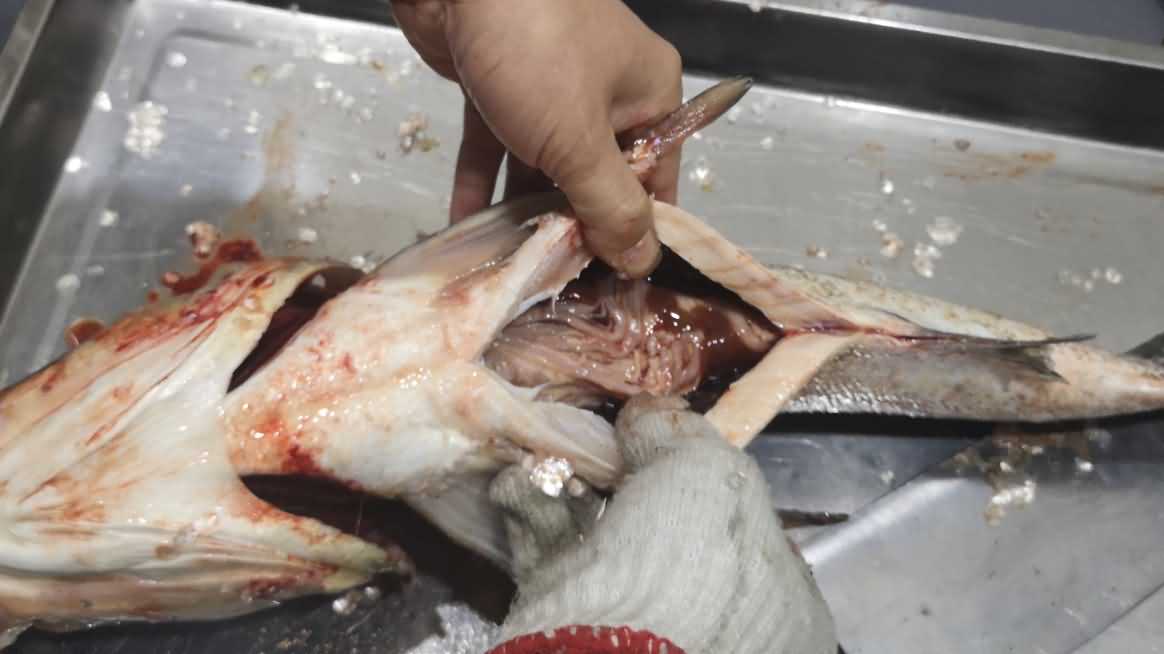 殺魚機，殺魚機器，自動殺魚機，殺魚機多少錢，殺魚機價格