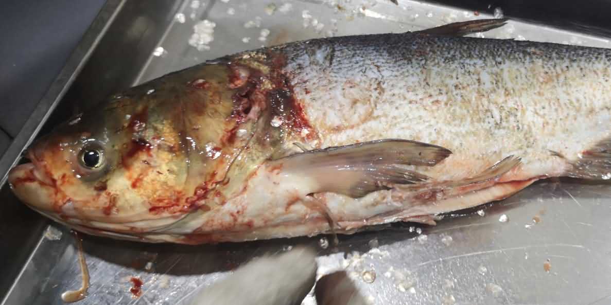 殺魚機，殺魚機器，自動殺魚機，殺魚機多少錢，殺魚機價格