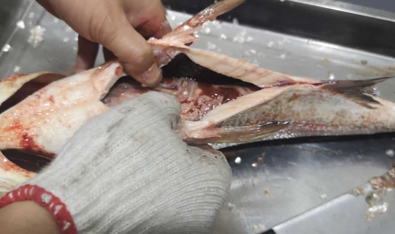 殺魚機，殺魚機器，自動殺魚機，殺魚機多少錢，殺魚機價格