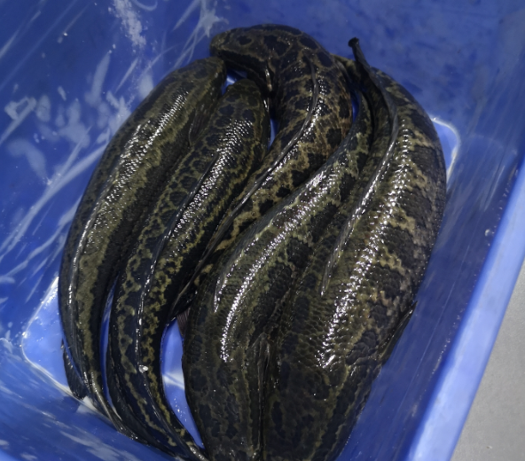 切魚片機(jī)，自動(dòng)切魚片機(jī)，片魚片機(jī)器，魚片機(jī)廠家，切魚片機(jī)多少錢