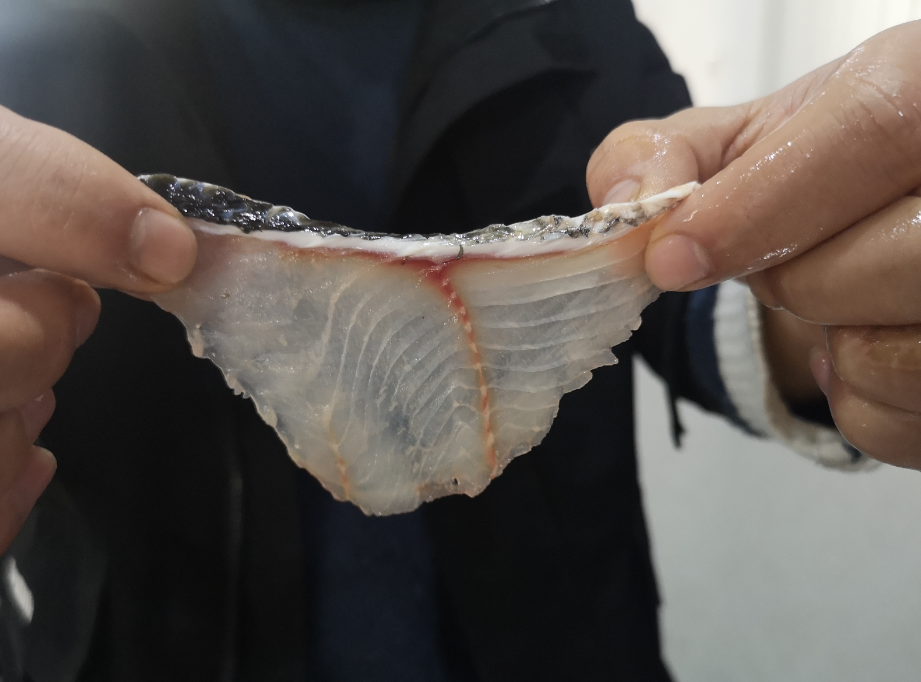 切魚片機(jī)，自動(dòng)切魚片機(jī)，片魚片機(jī)器，魚片機(jī)廠家，切魚片機(jī)多少錢