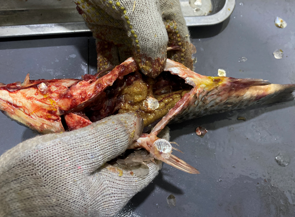 殺魚機(jī)，全自動(dòng)殺魚機(jī)，殺魚機(jī)怎么樣，殺魚機(jī)廠家，商用殺魚機(jī)