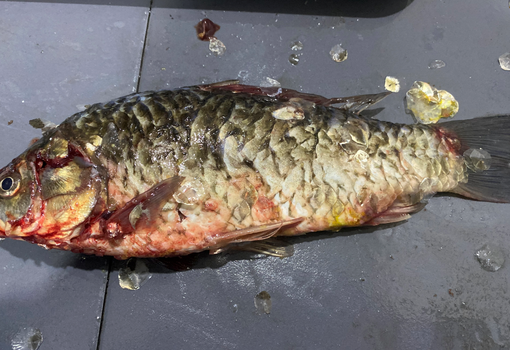 殺魚機(jī)，全自動(dòng)殺魚機(jī)，殺魚機(jī)怎么樣，殺魚機(jī)廠家，商用殺魚機(jī)