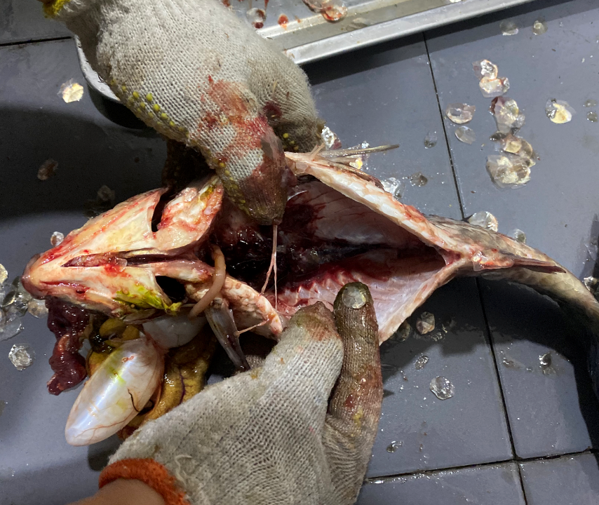 殺魚機(jī)，全自動(dòng)殺魚機(jī)，殺魚機(jī)怎么樣，殺魚機(jī)廠家，商用殺魚機(jī)