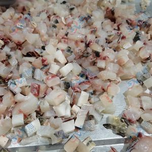 全自動(dòng)切丁機(jī) “切丁機(jī)切10mm草魚丁 ”效果反饋！