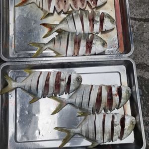 ABCH-003金鯧魚拉花機現(xiàn)場試機，效果不錯