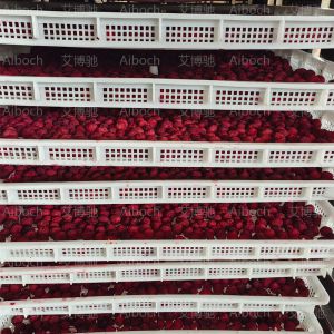 高效烘干房助力楊梅烘干，品質(zhì)與效率雙提升！